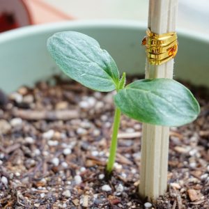 cucumber, bud, potted plant, support, support, support, support, support, support